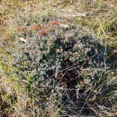 Styphelia humifusum (Cranberry Heath) at Mount Taylor - 24 May 2024 by HarleyB