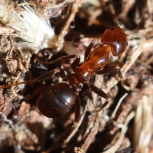 Papyrius sp. (genus) at Red Hill Nature Reserve - suppressed