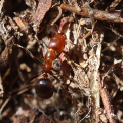 Papyrius sp. (genus) at Red Hill Nature Reserve - suppressed