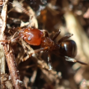 Papyrius sp. (genus) at Red Hill Nature Reserve - suppressed