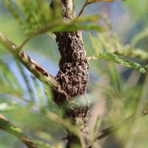 Papyrius sp. (genus) at Red Hill Nature Reserve - suppressed