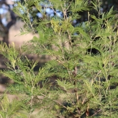 Papyrius sp. (genus) at Red Hill Nature Reserve - suppressed