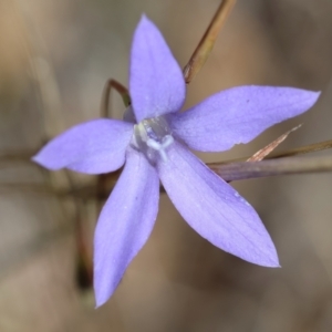 Wahlenbergia sp. at Red Hill Nature Reserve - 24 May 2024