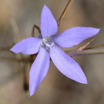 Wahlenbergia sp. (Bluebell) at Red Hill Nature Reserve - 24 May 2024 by LisaH