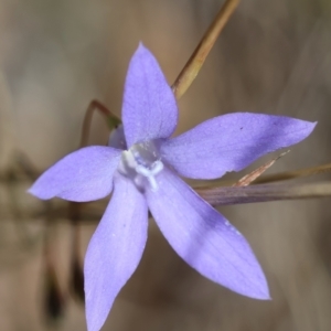 Wahlenbergia sp. at Red Hill Nature Reserve - 24 May 2024