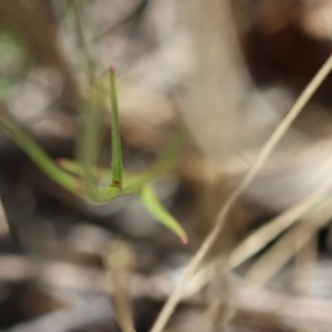 Wahlenbergia sp. at Red Hill Nature Reserve - 24 May 2024