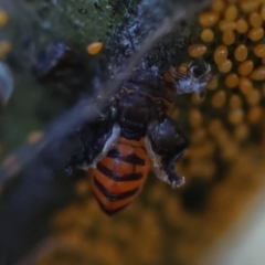 Acizzia acaciaedecurrentis (Early Green Wattle Psyllid) at Red Hill Nature Reserve - 24 May 2024 by LisaH