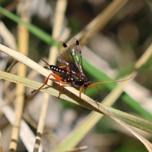 Echthromorpha intricatoria at Red Hill Nature Reserve - 24 May 2024 12:57 PM
