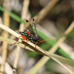 Echthromorpha intricatoria at Red Hill Nature Reserve - 24 May 2024 12:57 PM