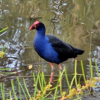 Porphyrio melanotus (Australasian Swamphen) at Kingston, ACT - 24 May 2024 by MatthewFrawley