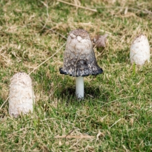 Coprinus comatus at Mount Ainslie to Black Mountain - 30 Apr 2024 12:51 PM