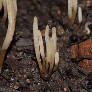 Clavaria redoleoalii at ANBG - 24 May 2024