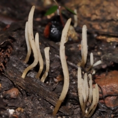 Clavaria redoleoalii at ANBG - 24 May 2024