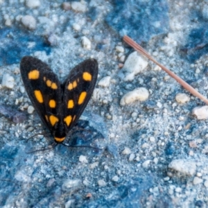 Asura cervicalis at Fadden, ACT - 8 Feb 2024 07:40 AM