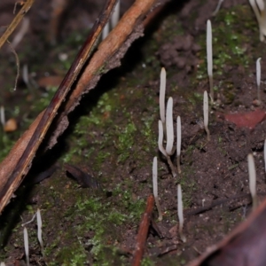 Clavaria redoleoalii at ANBG - 24 May 2024 12:32 PM