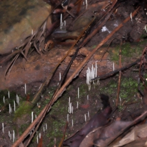 Clavaria redoleoalii at ANBG - 24 May 2024 12:32 PM