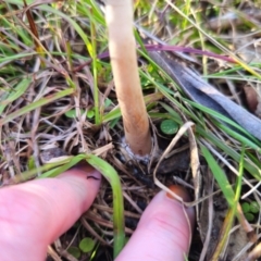 Chlorophyllum sp. at QPRC LGA - 19 May 2024 02:32 PM