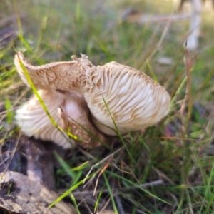 Chlorophyllum sp. at QPRC LGA - 19 May 2024 02:32 PM