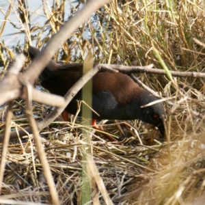 Zapornia tabuensis at Jerrabomberra Wetlands - 24 May 2024 02:55 PM