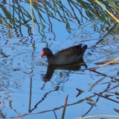 Gallinula tenebrosa (Dusky Moorhen) at JER700: JWs - Eyrie St Wetland - 24 May 2024 by MatthewFrawley