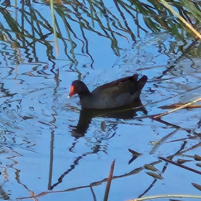 Gallinula tenebrosa (Dusky Moorhen) at JER700: JWs - Eyrie St Wetland - 24 May 2024 by MatthewFrawley