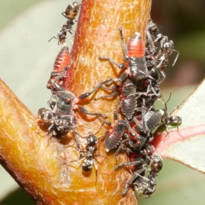 Formicidae (family) at Freshwater Creek, VIC - 14 Dec 2023 by WendyEM