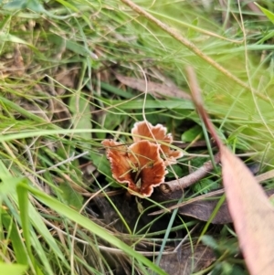 Podoscypha petalodes at QPRC LGA - 23 May 2024