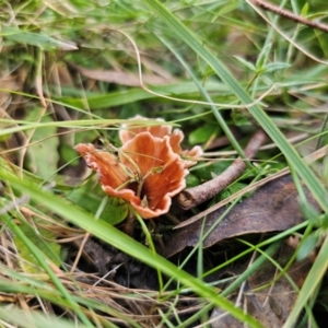 Podoscypha petalodes at QPRC LGA - 23 May 2024