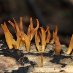 Calocera sp. (A stagshorn fungus) at ANBG - 24 May 2024 by TimL