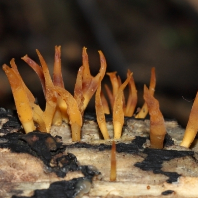 Calocera sp. (A stagshorn fungus) at ANBG - 24 May 2024 by TimL