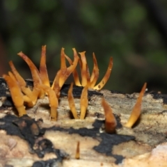 Calocera sp. at ANBG - 24 May 2024 12:32 PM