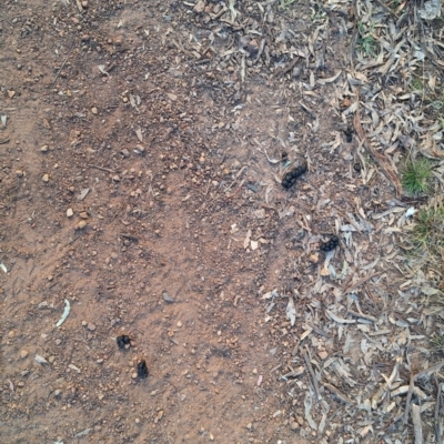 Macropodidae (family) (Unknown kangaroo or wallaby) at Mount Ainslie - 24 May 2024 by JenniM