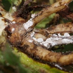 Pseudococcidae sp. (family) at Freshwater Creek, VIC - 25 Dec 2023 by WendyEM