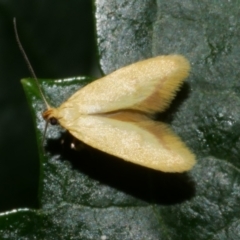 Aeolothapsa malacella (A Concealer moth) at WendyM's farm at Freshwater Ck. - 23 Oct 2023 by WendyEM