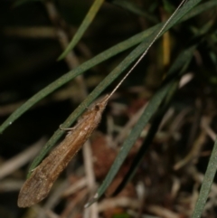 Trichoptera (order) at WendyM's farm at Freshwater Ck. - 23 Oct 2023 by WendyEM