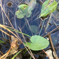 Centella asiatica (Pennywort, Centella, Indian Pennywort) at Tarago, NSW - 22 May 2024 by JaneR