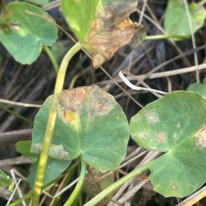 Centella asiatica at Tarago, NSW - 22 May 2024