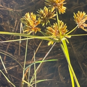 Cyperus eragrostis at Tarago, NSW - 22 May 2024 02:52 PM