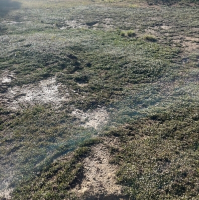 Goodenia radicans (Shiny Swamp-mat) at Tarago, NSW - 22 May 2024 by JaneR