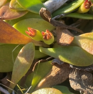 Goodenia radicans at Tarago, NSW - 22 May 2024 03:42 PM