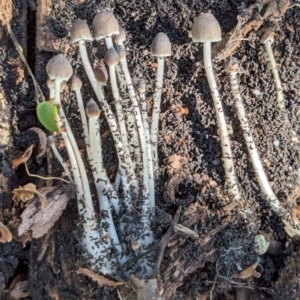 Mycena sp. at Page, ACT - 18 May 2024