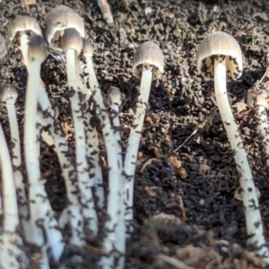 Mycena sp. at Page, ACT - 18 May 2024