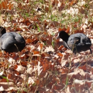 Fulica atra at QPRC LGA - 24 May 2024