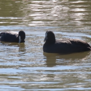 Fulica atra at QPRC LGA - 24 May 2024