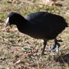 Fulica atra at QPRC LGA - 24 May 2024