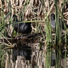 Fulica atra at QPRC LGA - 24 May 2024