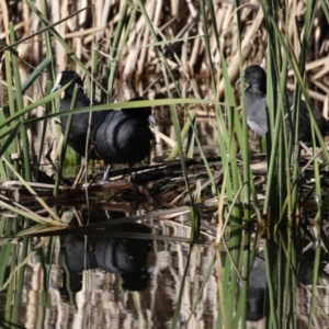 Fulica atra at QPRC LGA - 24 May 2024