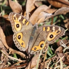 Junonia villida (Meadow Argus) at QPRC LGA - 24 May 2024 by RodDeb