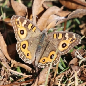 Junonia villida at QPRC LGA - 24 May 2024 01:10 PM