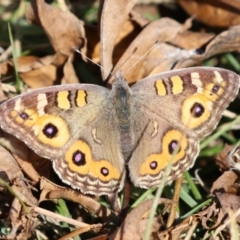 Junonia villida at QPRC LGA - 24 May 2024 01:10 PM